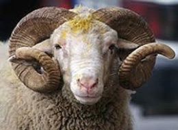 Kurban Bayramınız kutlu olsun..